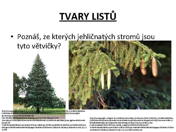 TVARY LISTŮ • Poznáš, ze kterých jehličnatých stromů jsou tyto větvičky? http: //www. google.