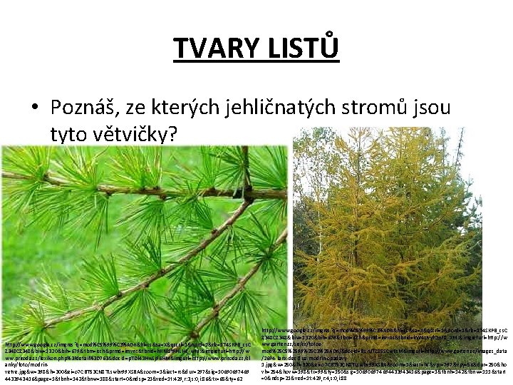 TVARY LISTŮ • Poznáš, ze kterých jehličnatých stromů jsou tyto větvičky? http: //www. google.