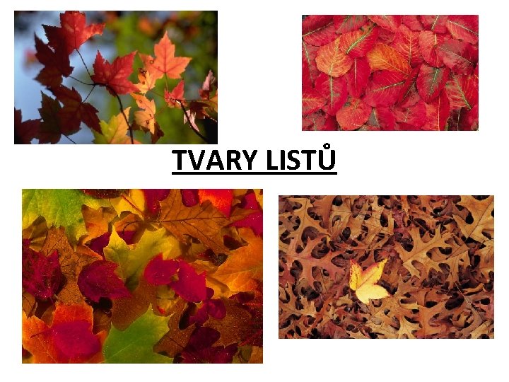 TVARY LISTŮ 