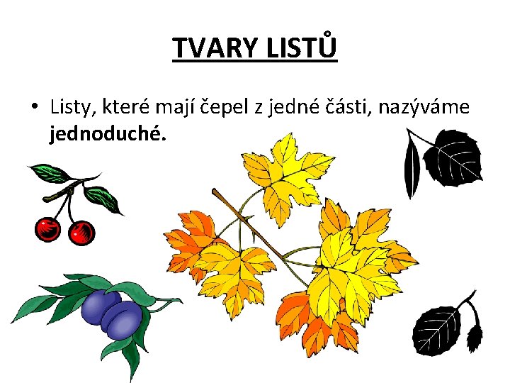 TVARY LISTŮ • Listy, které mají čepel z jedné části, nazýváme jednoduché. 