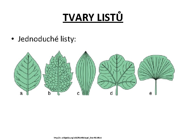 TVARY LISTŮ • Jednoduché listy: http: //cs. wikipedia. org/wiki/%C 4%8 Cepel_listov%C 3%A 1 