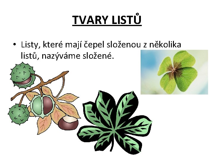 TVARY LISTŮ • Listy, které mají čepel složenou z několika listů, nazýváme složené. 