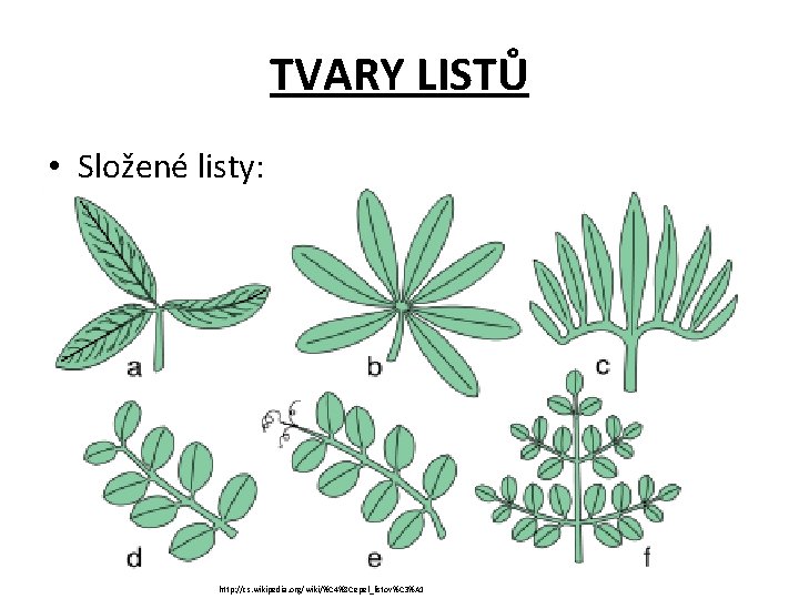 TVARY LISTŮ • Složené listy: http: //cs. wikipedia. org/wiki/%C 4%8 Cepel_listov%C 3%A 1 