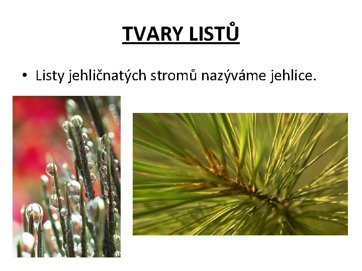 TVARY LISTŮ • Listy jehličnatých stromů nazýváme jehlice. 