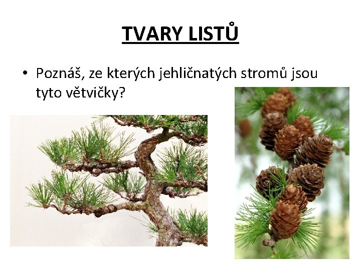 TVARY LISTŮ • Poznáš, ze kterých jehličnatých stromů jsou tyto větvičky? 