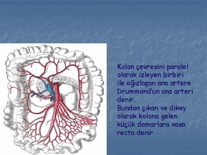Kolon çevresini paralel olarak izleyen birbiri ile ağızlaşan ana artere Drummond’un ana arteri denir.