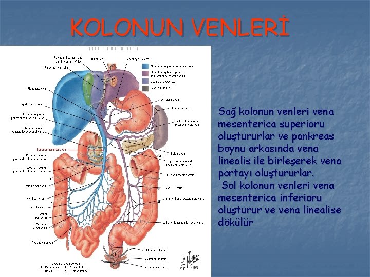 KOLONUN VENLERİ Sağ kolonun venleri vena mesenterica superioru oluştururlar ve pankreas boynu arkasında vena