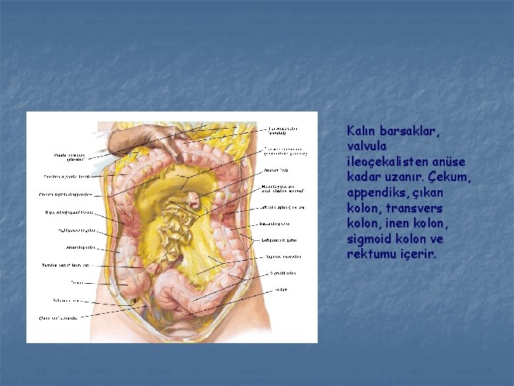 Kalın barsaklar, valvula ileoçekalisten anüse kadar uzanır. Çekum, appendiks, çıkan kolon, transvers kolon, inen