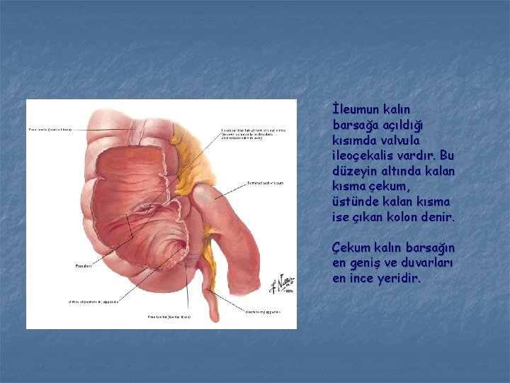 İleumun kalın barsağa açıldığı kısımda valvula ileoçekalis vardır. Bu düzeyin altında kalan kısma çekum,