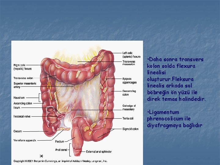  • Daha sonra transvers kolon solda flexura linealisi oluşturur. Fleksura linealis arkada sol