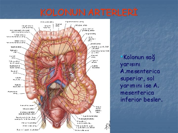 KOLONUN ARTERLERİ • Kolonun sağ yarısını A. mesenterica superior, sol yarımını ise A. mesenterica