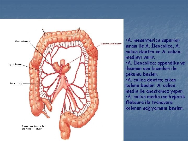  • A. mesenterica superior sırası ile A. İleocolica, A. colica dextra ve A.