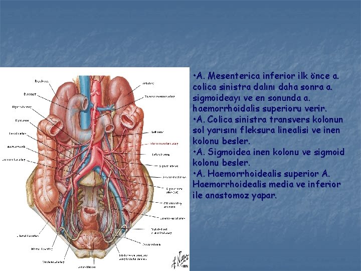  • A. Mesenterica inferior ilk önce a. colica sinistra dalını daha sonra a.
