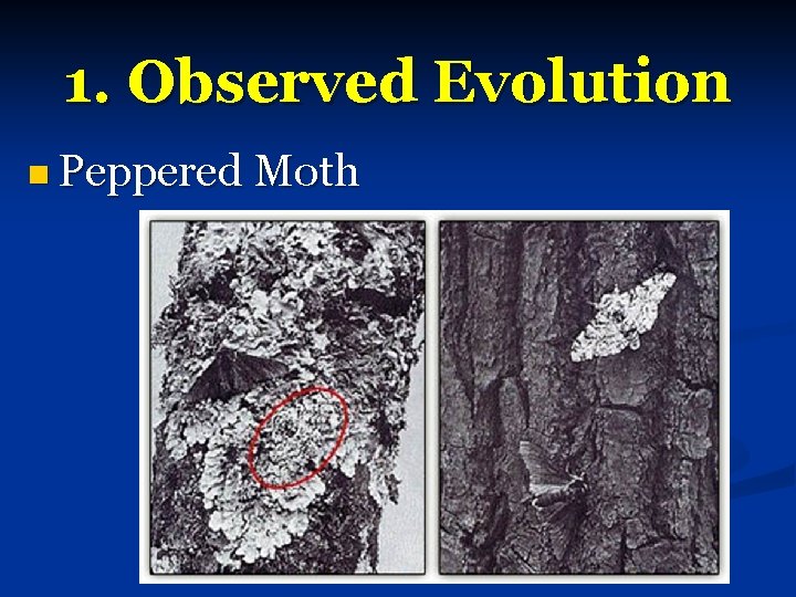 1. Observed Evolution n Peppered Moth 