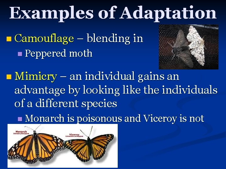 Examples of Adaptation n Camouflage – blending in n Peppered moth n Mimicry –