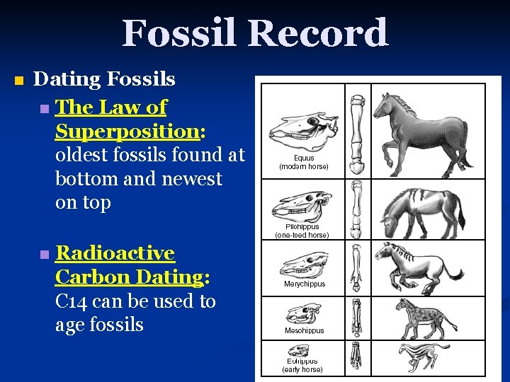 Fossil Record n Dating Fossils n The Law of Superposition: oldest fossils found at