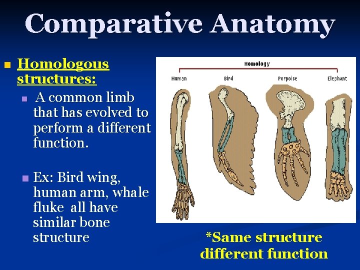 Comparative Anatomy n Homologous structures: n A common limb that has evolved to perform