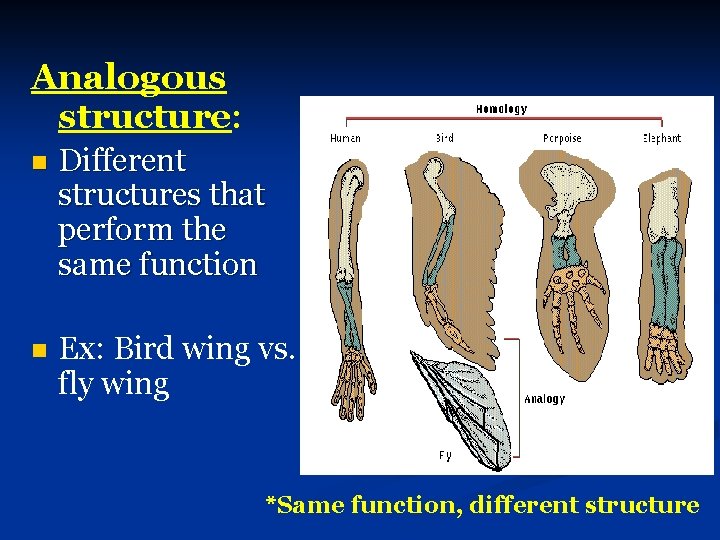 Analogous structure: n Different structures that perform the same function n Ex: Bird wing