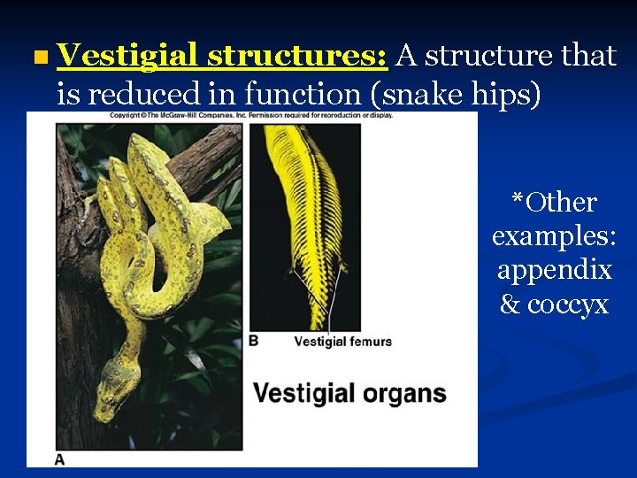 n Vestigial structures: A structure that is reduced in function (snake hips) *Other examples: