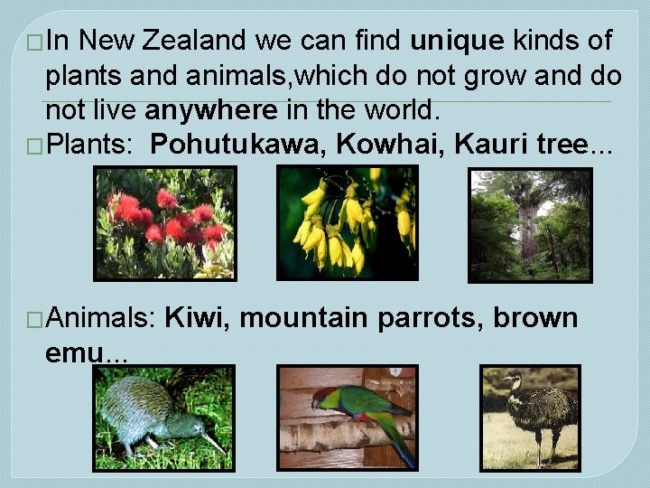 �In New Zealand we can find unique kinds of plants and animals, which do
