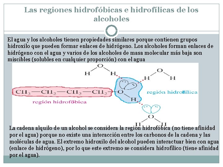 Las regiones hidrofóbicas e hidrofílicas de los alcoholes El agua y los alcoholes tienen Las regiones hidrofóbicas e hidrofílicas de los alcoholes El agua y los alcoholes tienen