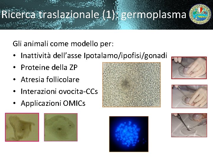 Ricerca traslazionale (1): germoplasma Gli animali come modello per: • Inattività dell’asse Ipotalamo/ipofisi/gonadi •