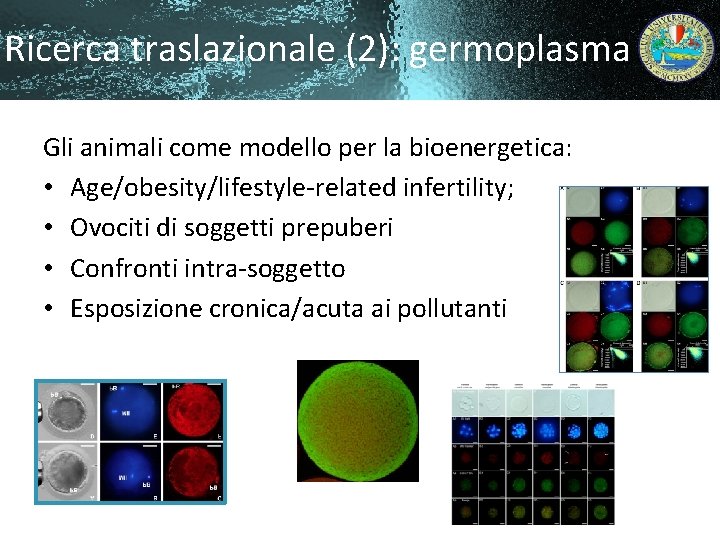 Ricerca traslazionale (2): germoplasma Gli animali come modello per la bioenergetica: • Age/obesity/lifestyle-related infertility;