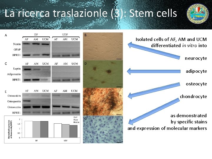 La ricerca traslazionle (3): Stem cells Isolated cells of AF, AM and UCM differentiated