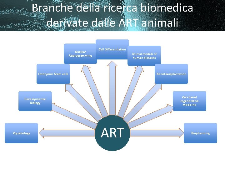 Branche della ricerca biomedica derivate dalle ART animali Nuclear Reprogramming Cell Differentiation Animal models