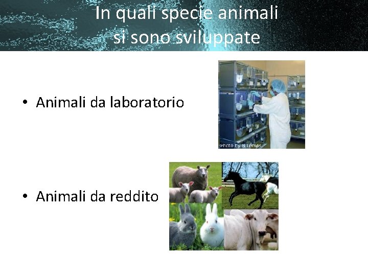 In quali specie animali si sono sviluppate • Animali da laboratorio • Animali da