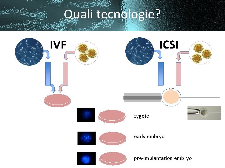 Quali tecnologie? IVF ICSI zygote early embryo pre-implantation embryo 
