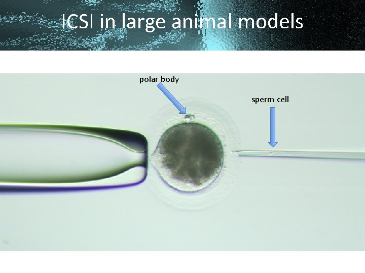 ICSI in large animal models polar body sperm cell 
