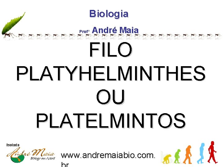 Biologia Profº André Maia FILO PLATYHELMINTHES OU PLATELMINTOS www. andremaiabio. com. 