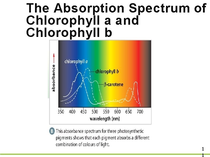 The Absorption Spectrum of Chlorophyll a and Chlorophyll b 1 1 