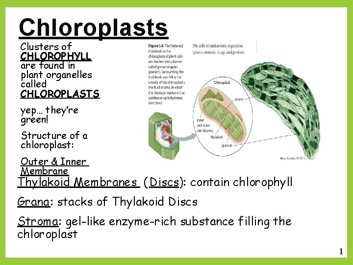 Chloroplasts Clusters of CHLOROPHYLL are found in plant organelles called CHLOROPLASTS yep… they’re green!