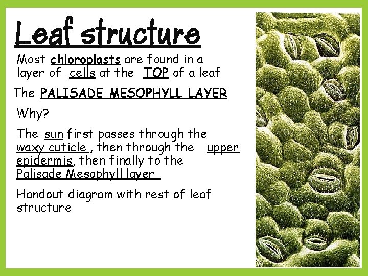 Leaf structure Most chloroplasts are found in a layer of cells at the TOP