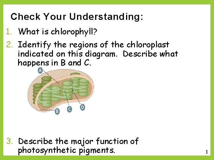 Check Your Understanding: 1. What is chlorophyll? 2. Identify the regions of the chloroplast