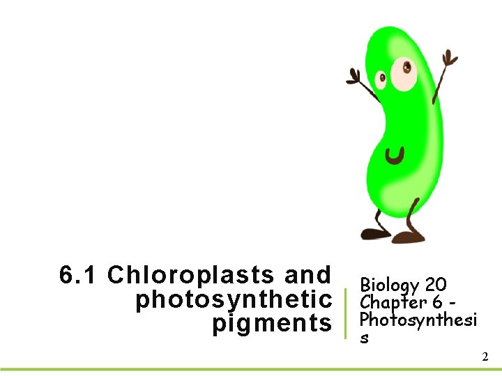 6. 1 Chloroplasts and photosynthetic pigments Biology 20 Chapter 6 Photosynthesi s 2 