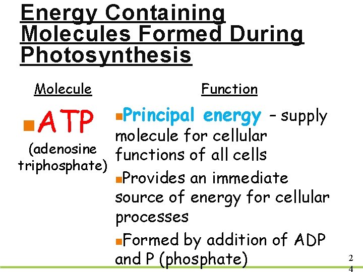 Energy Containing Molecules Formed During Photosynthesis Molecule n ATP Function n Principal energy –