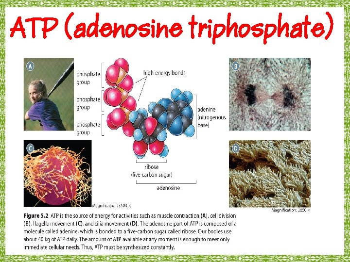 ATP (adenosine triphosphate) 