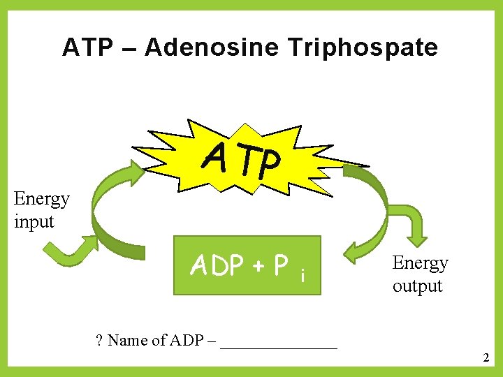 ATP – Adenosine Triphospate Energy input ATP ADP + P i Energy output ?