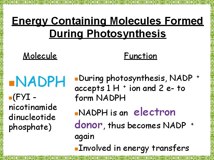 Energy Containing Molecules Formed During Photosynthesis Molecule n NADPH (FYI nicotinamide dinucleotide phosphate) n