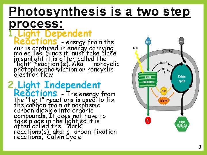 Photosynthesis is a two step process: 1. Light Dependent Reactions - energy from the