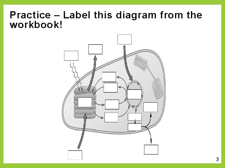 Practice – Label this diagram from the workbook! 3 6 