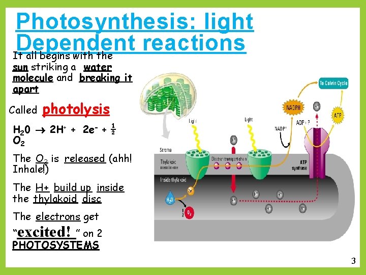 Photosynthesis: light Dependent reactions It all begins with the sun striking a water molecule