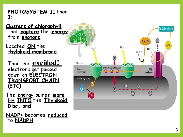 PHOTOSYSTEM II then I: Clusters of chlorophyll that capture the energy from photons Located