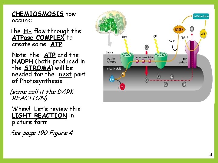 CHEMIOSMOSIS now occurs: The H+ flow through the ATPase COMPLEX to create some ATP