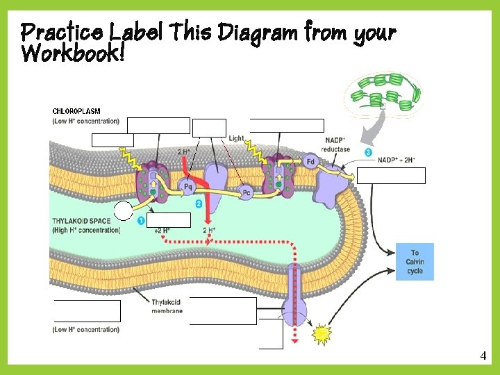 Practice Label This Diagram from your Workbook! 4 2 