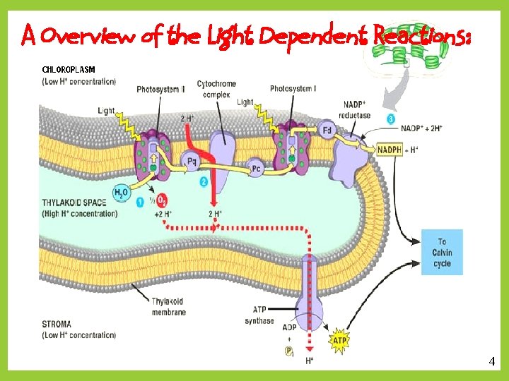 A Overview of the Light Dependent Reactions: 4 3 