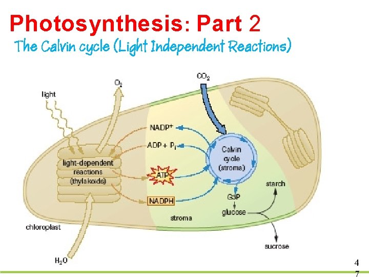 Photosynthesis: Part 2 The Calvin cycle (Light Independent Reactions) 4 7 